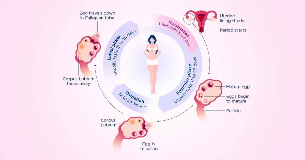 The Power of Nature to Support Regular Menstrual Cycle