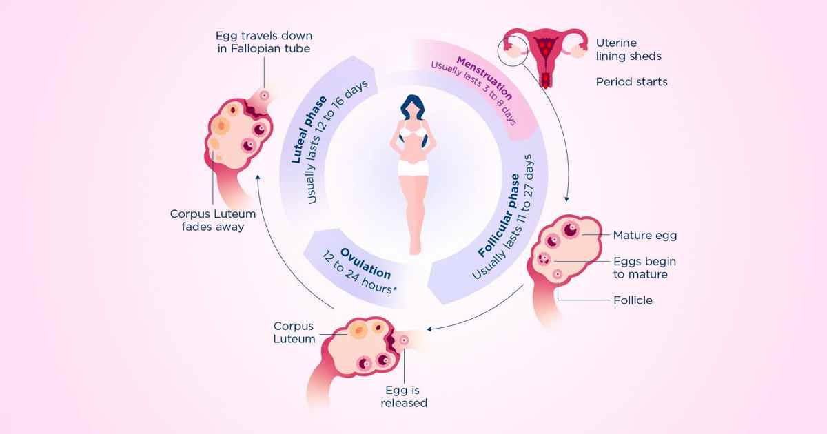 Normal Menstrual Cycle  UCSF Center for Reproductive Health